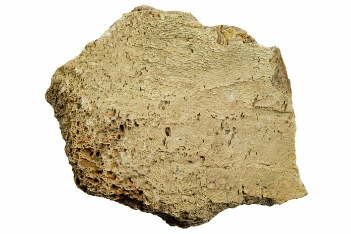 Dinosaur (Triceratops) Bone Section - Montana #366596